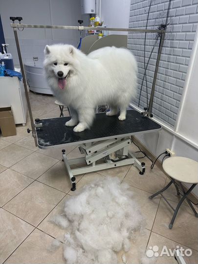 Собачья шерсть