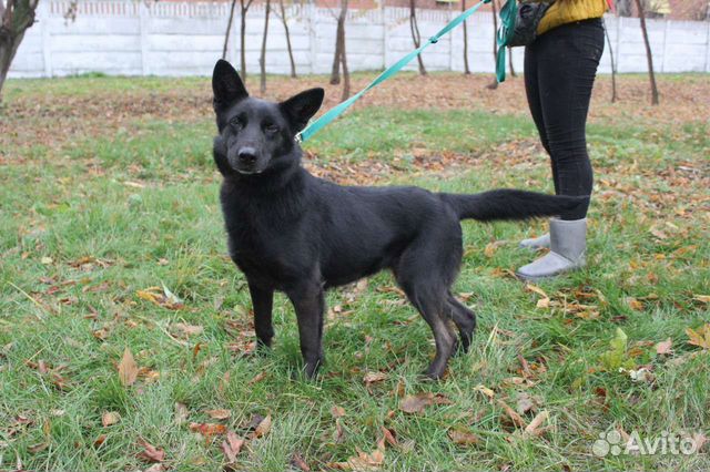 Собака красотка ищет дом