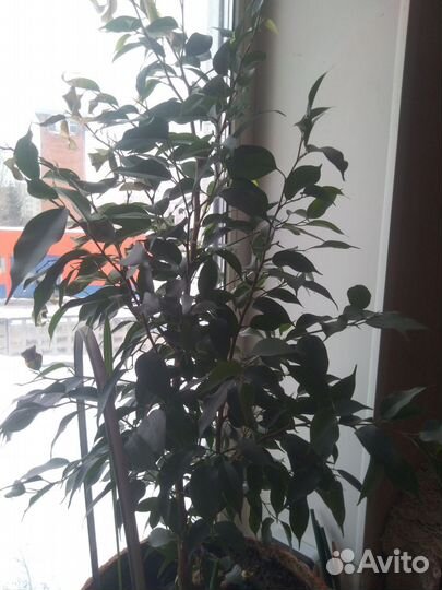 Фикус бенджамина большой с Алое-вера