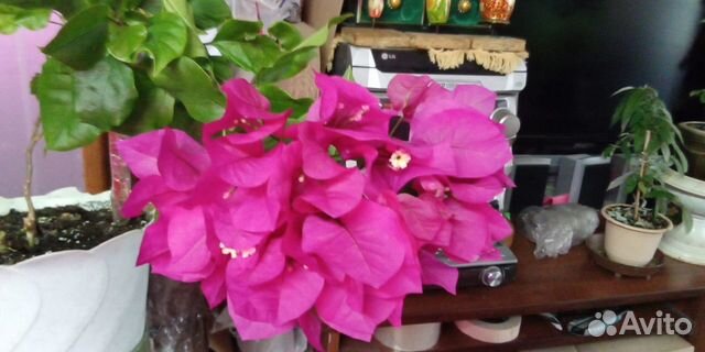 Комнатные растения (излишки)