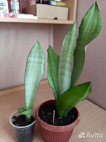 Сансевиерия муншайн