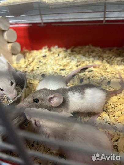 Крысята в добрые руки