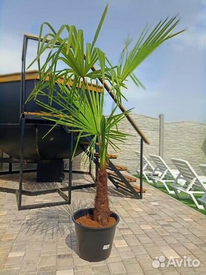 Пальмы Трахикарпус Форчуна