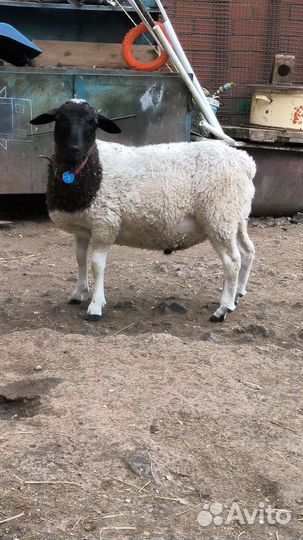 Овцы, ягнята