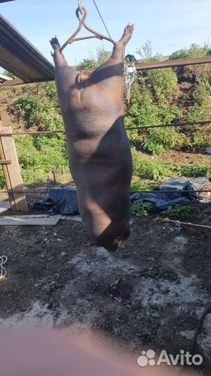 Сальные свиньи, сало