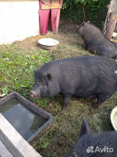 Быстроспелые,лучшие,вкусные