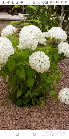 Гортензия белая Анабель