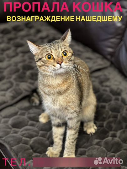 Потерялась кошка