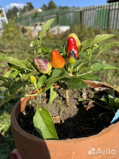 Рассада острого перца