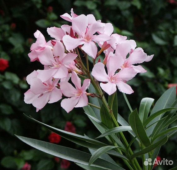 Садовые многолетники