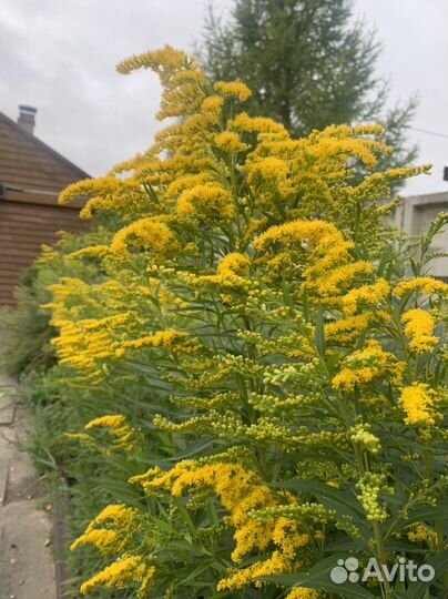 Золотарник(Солидаго) Северная мимоза