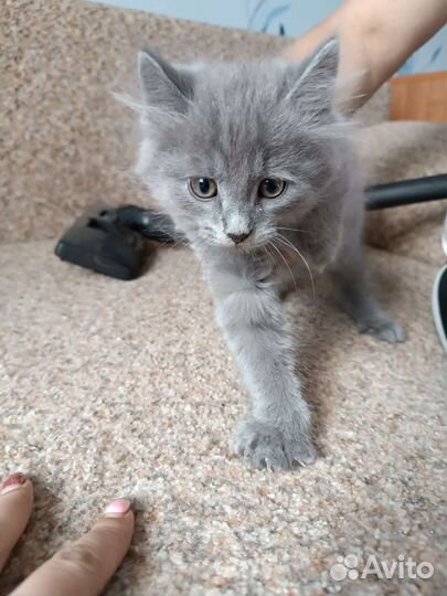 Котик Пушок в добрые руки