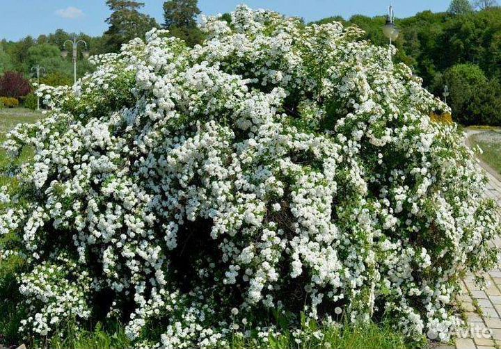 Спирея Вангутта