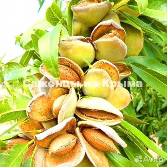 Саженцы Миндаля Никитинский