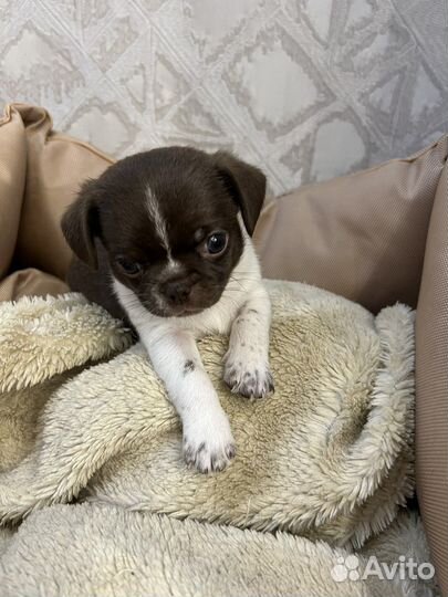 Супер мини чихуахуа