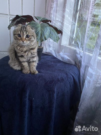Потерялась кошка