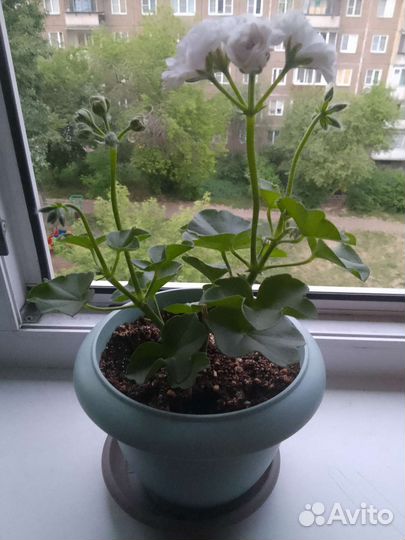 Плющелистная пеларгония