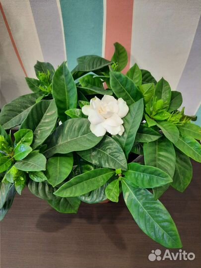 Цветущие в подарок в наличии и под заказ