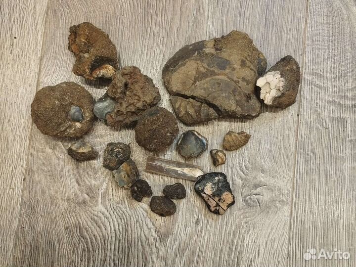 Окаменелости аммониты