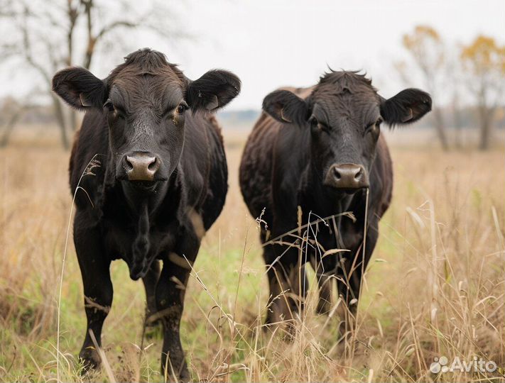 Телки и быки с откорма