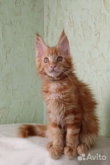 Мейн-кун девочки