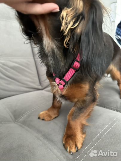 Шлейка zee.dog на щенка или маленькую собачку