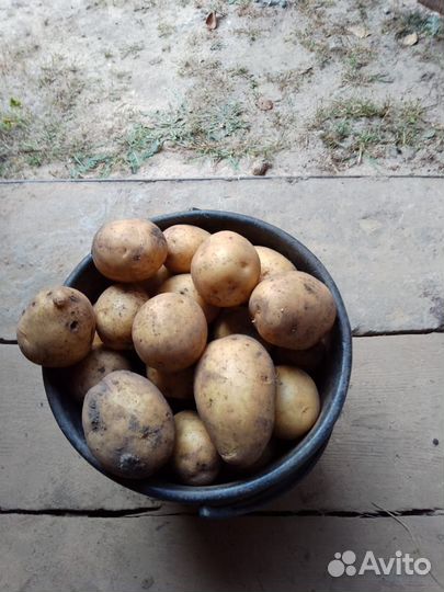 Картофель крупный
