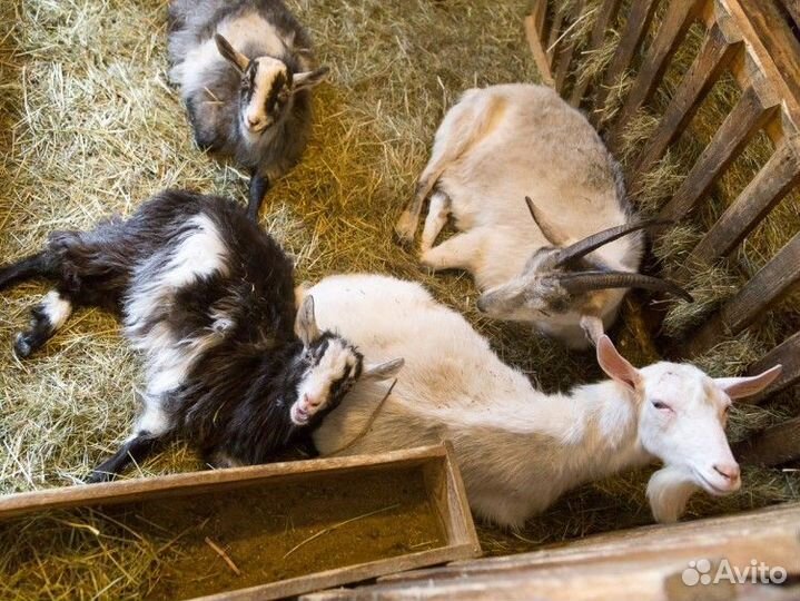 Зааненская коза