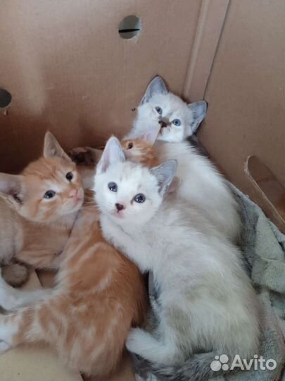 Кошка в дар бесплатно