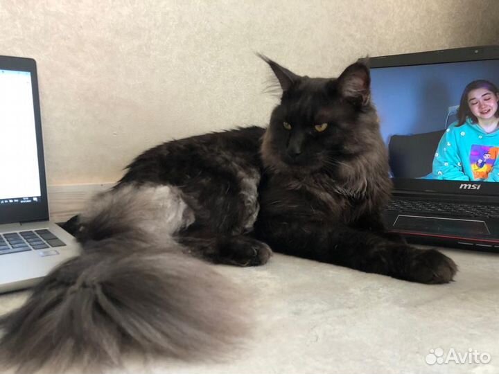 Мейн-кун вязка