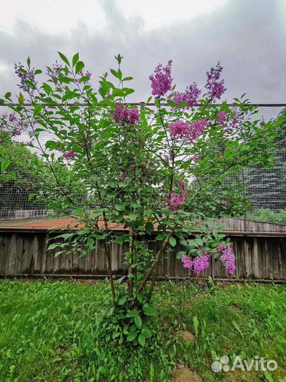 Саженцы сирени Венгерской