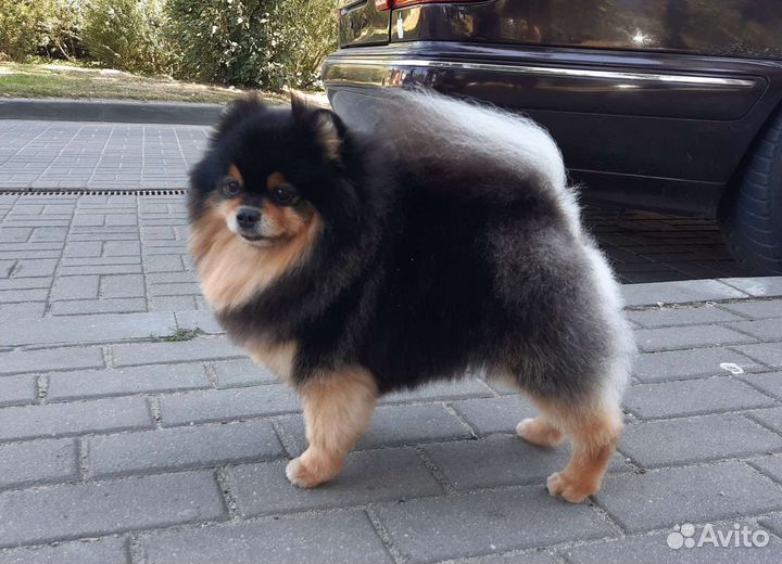 Померанский шпиц (вязка)