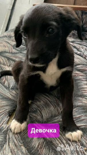 Щенки дворяне