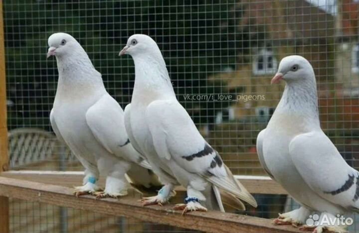 Голуби : почтовые, бокинцы,такла