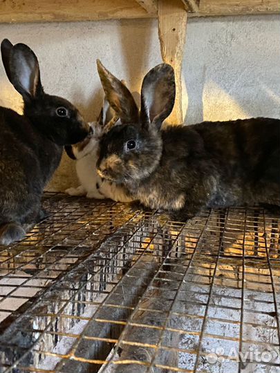 Кролики породы рекс