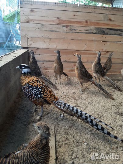 Фазан красное золото