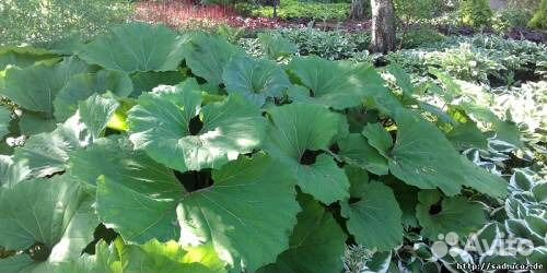 Многолетник белокопытник