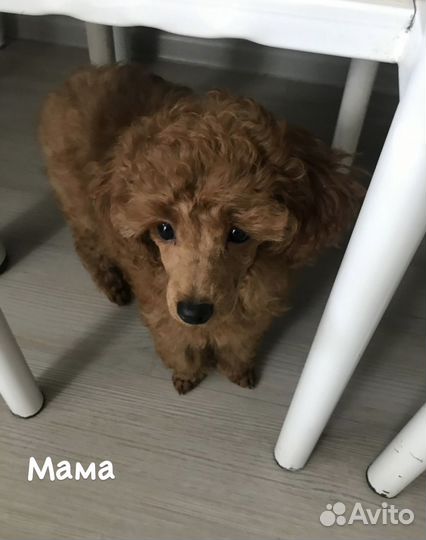 Той-пудель девочка