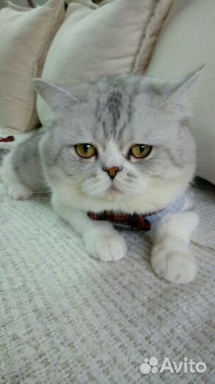 Вязка с британским котом