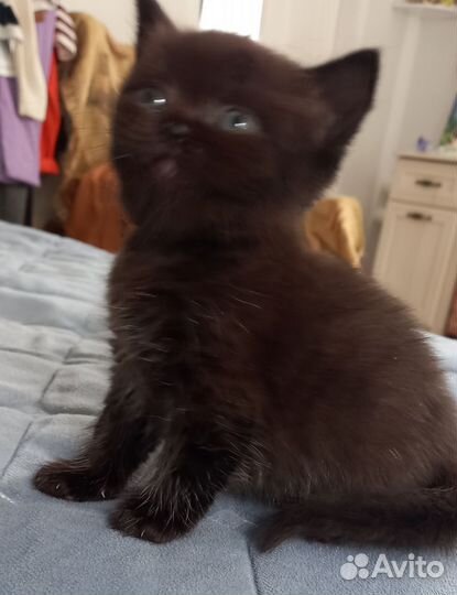 Британский котенок