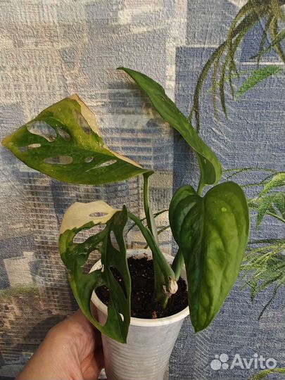 Монстера адансони с жёлтой вариегатностью