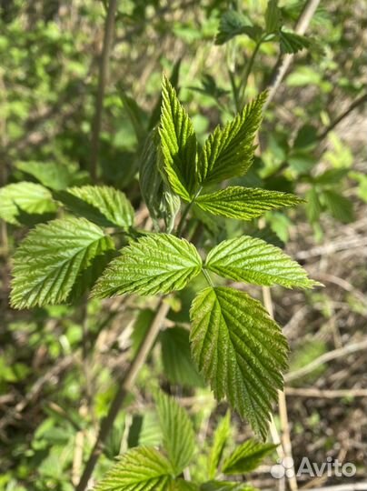 Листья малины, малиновый чай