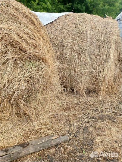 Сено в тюках