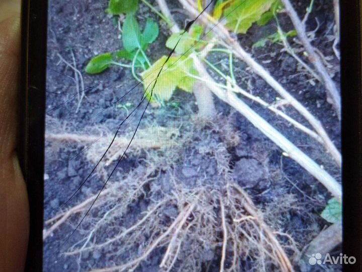 Черная смородина