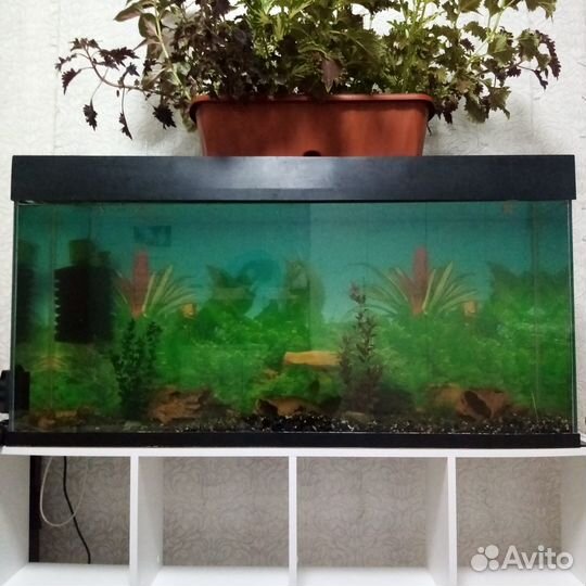 Аквариум на 200 литров