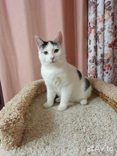 Белая кошечка Мишель с пятнышками