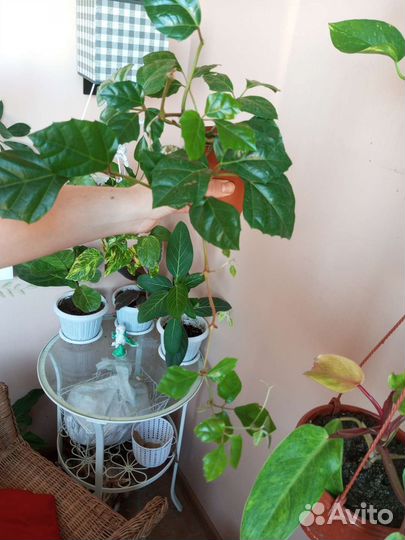 Циссус березка