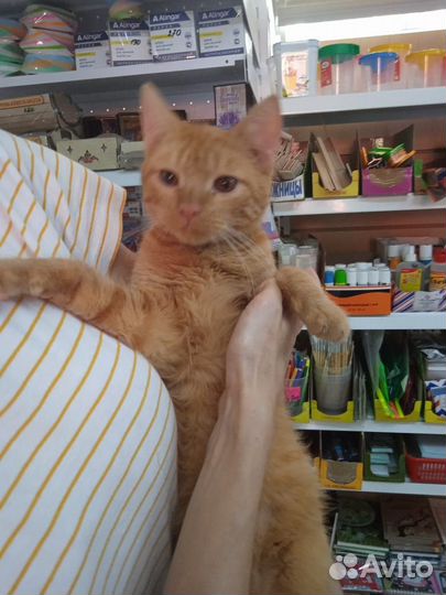 Котёнок ищет временное жильё или дом