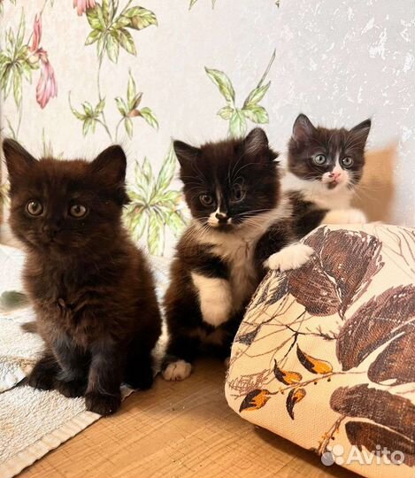 Котеночек Радость