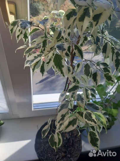 Фикус сорт старлайт